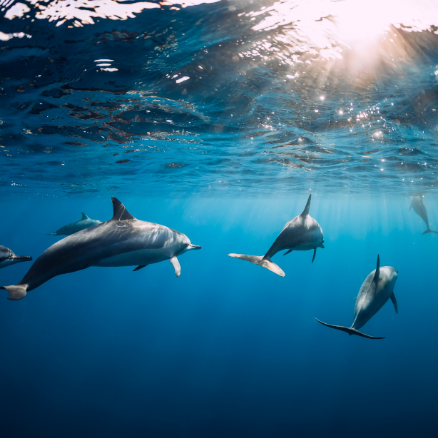 Blue Safari